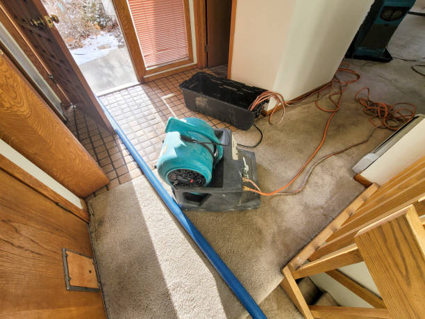 Best Mold removal after water damage  in Owens Cross Roads, AL