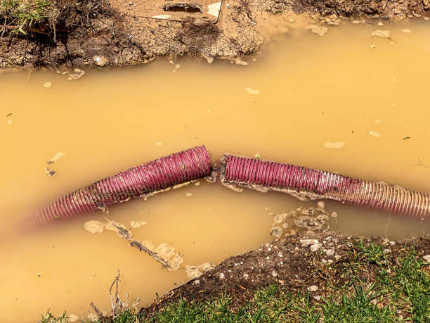 Best Professional water damage repair  in Owens Cross Roads, AL