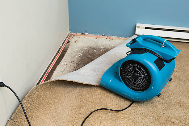 Best Water damage cleanup near me  in Owens Cross Roads, AL